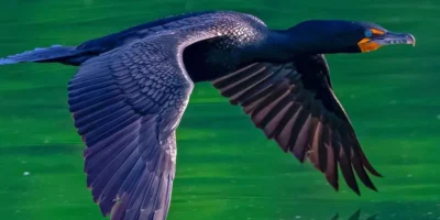 Black Birds In Florida