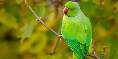 Green Birds In Florida