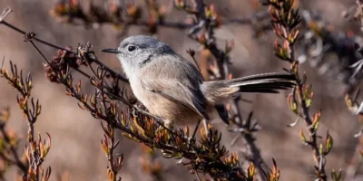 Birds Similar to Chickadee