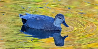 Birds starting with the letter G