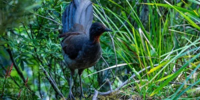 Birds that start with L