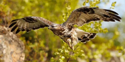 Birds that look like eagles