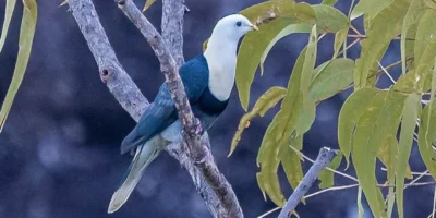 Birds with White Heads