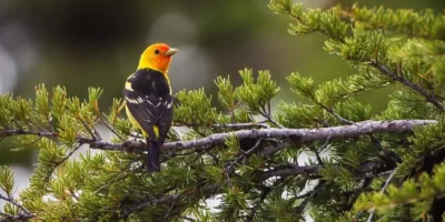 Birds That Look Like Orioles