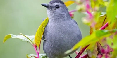 Birds That Sound Like Cats