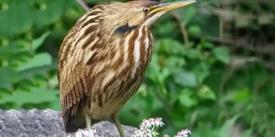 Birds That Sound Like Frogs