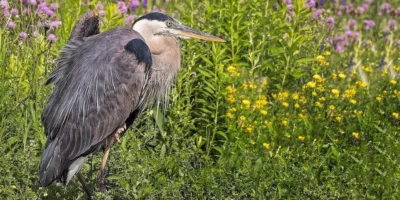 Birds With Five Letters