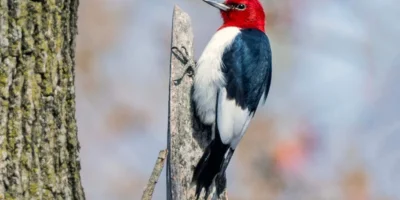 Red-Headed Woodpecker